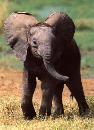 An elephant doing elephant things
